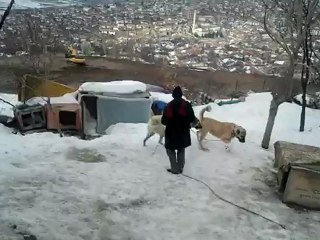 caferin meşur damzılık dişileri
