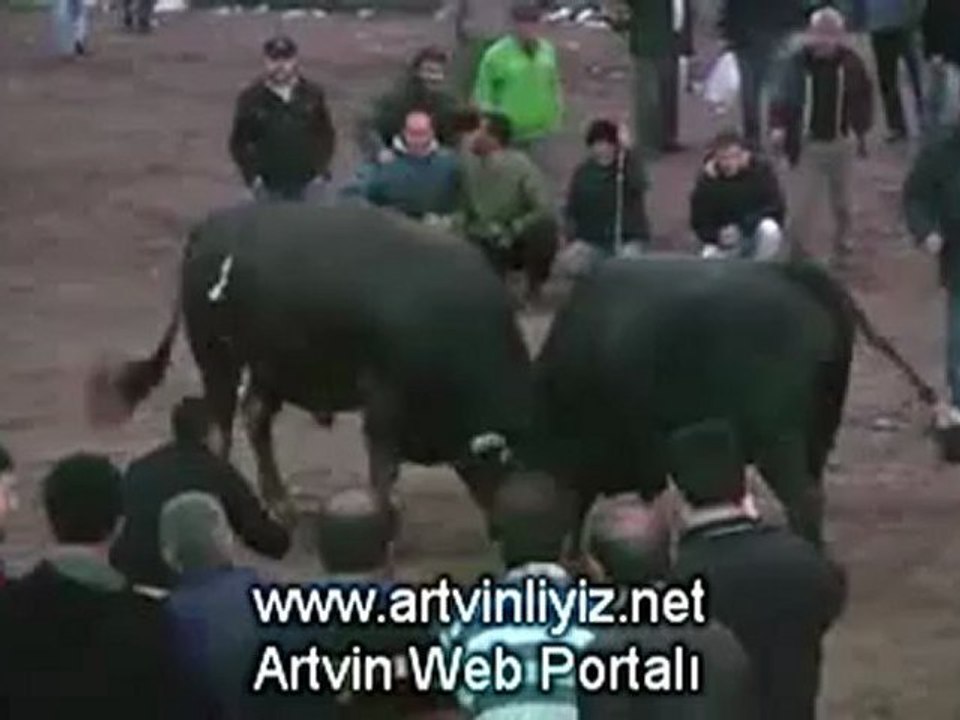 17.Sarıgöl Boğa Güreşleri 2012 Başboğa Güreşi/www.artvinliyiz.net