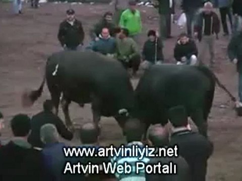 17.Sarıgöl Boğa Güreşleri 2012 Başboğa Güreşi/ artvinliyiz.net
