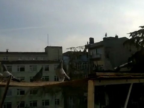 taklacı güvercin videoları,,ferdi bayrak,kadıköy istanbul,,