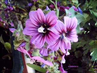 CABO DE GATA - CANTAUTORA - LADY HAGUA