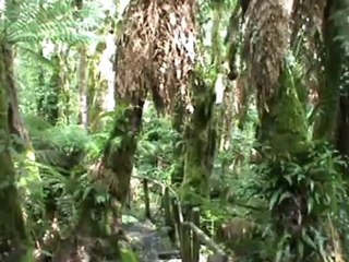 bosque helechos gigantes1