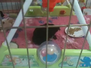 DISPONIBLE A LA VENTE  HYSOPE DE LA MAGNITUDE D'ALTAÏR