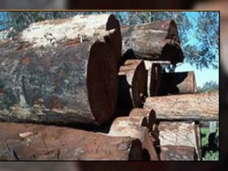 quality timber mandurah, marri mandurah, blackbutt mandurah, timber for jetties, mandurah firewood