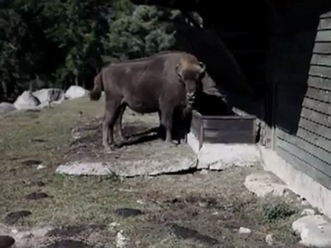 Les bisons d'Europe en Margeride