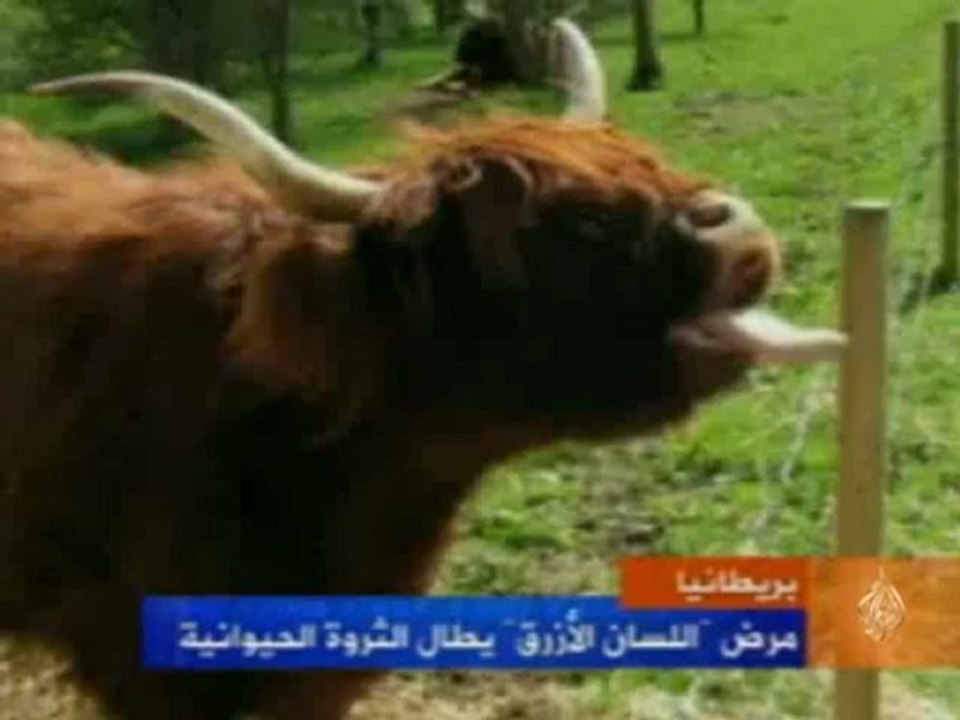 بريطانيا: مرض "اللسان الأزرق" يطال الثروة الحيو...