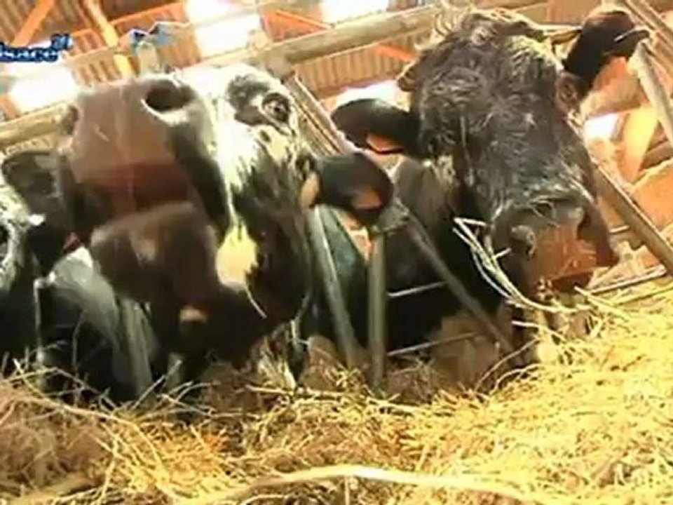La vache vosgienne, star du moment!