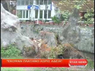 Έκοψαν πλάτανο χωρίς άδεια