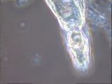 Examen au microscope de boues activées de Motta (Argenton-sur-Orne) ayant reçu un apport en talc : boues activées du bassin