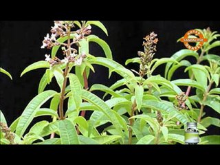 SANDALOSE ( NOTER ONAYLI %100 DOĞAL BİTKİSEL ZAYIFLAMA ÜRÜNÜ )