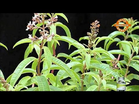 SANDALOSE ( NOTER ONAYLI %100 DOĞAL BİTKİSEL ZAYIFLAMA ÜRÜNÜ )