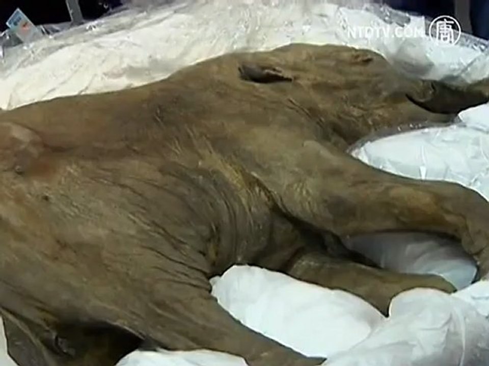 Baby Woolly Mammoth Travels to Hong Kong