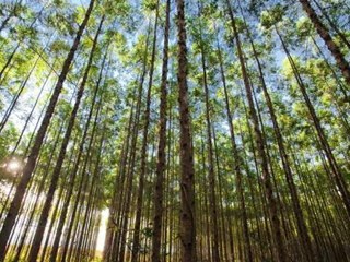 Direto da Bolsa - 11 de abril de 2012  - 1ª Edição