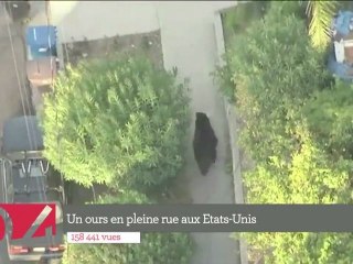 Le Top 5 : Un ours dans la ville et une bagarre arrêtée par des chips