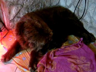 chiots Funny élevage de VALOYAN TERRE NEUVE MARRON BRONZE 18/04/2012