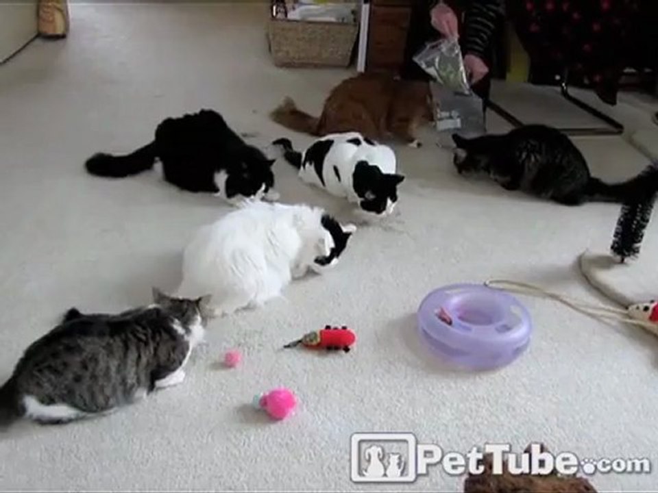 Kitty Ruins Party