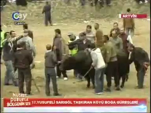 17.Sarıgöl Boğa Güreşleri 2012-Büyük Orta Final Güreşi