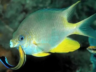 Life of a Cleaner Wrasse