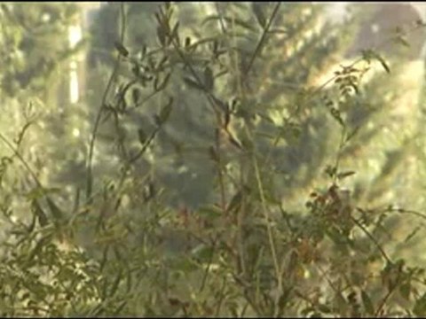 فري برس توجه التعزيزات العسكرية الى حي الحميدية بدير الزور