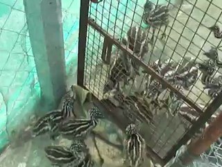 ram emu farms
