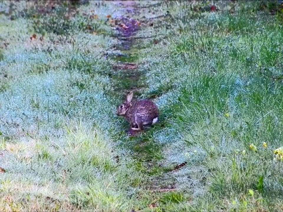 Le lapin de garenne