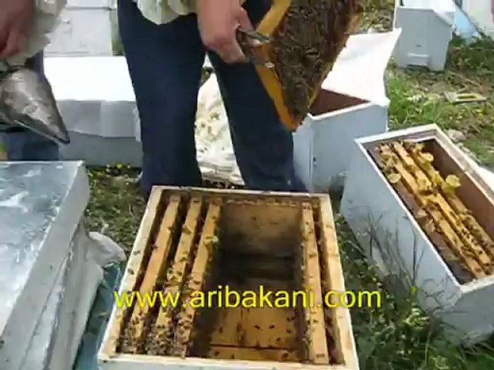 Aydın Söke arı aktarımı, arıcılık videosu