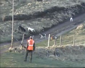 FACCC Nationale lièvre 2012 Condat - Pissavy en chasse 3