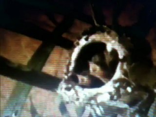 Embriología Born To Die