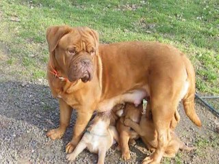 Bébés Duchesse 2012