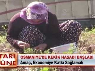 OSMANİYE’DE KEKİK HASADI BAŞLADI 12.04.2012