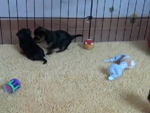 Première sortie des bébés de Eve et de Dickens