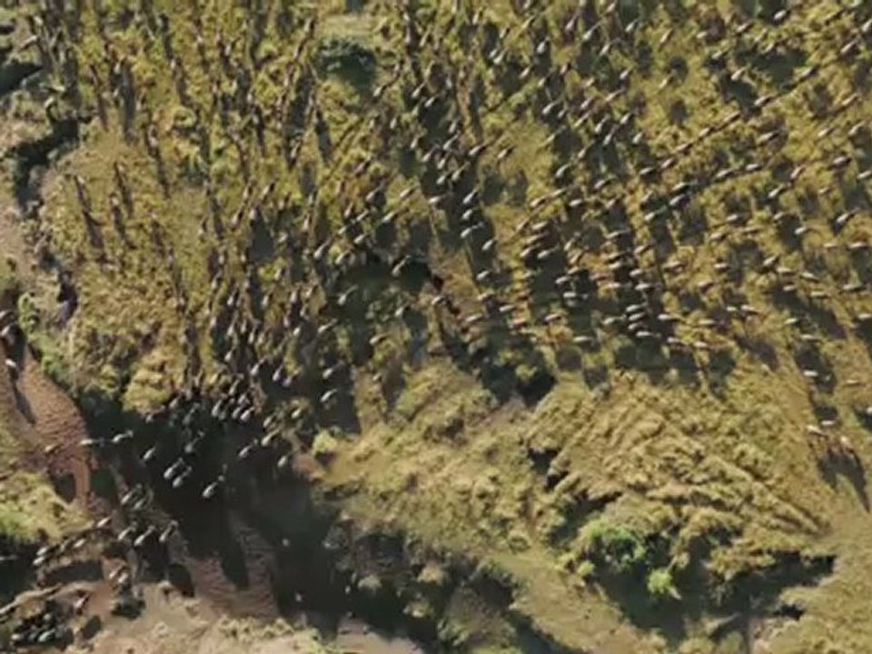 FELINS - Bande-annonce VF