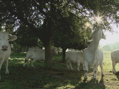 BOVINES - Bande-annonce VF