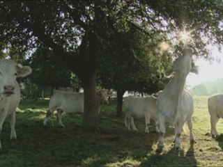 BOVINES - Bande-annonce VF