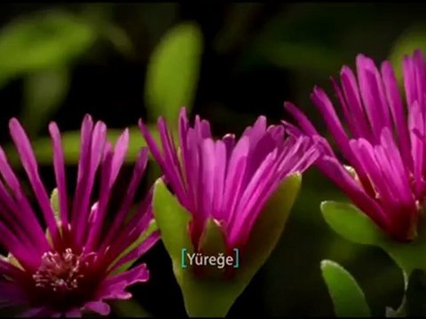 2012 KUTLU DOĞUM Sinevizyon filmi