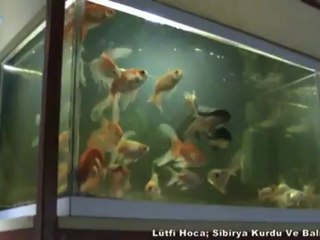 Lütfi Hoca; Sibirya Kurdu Ve Balıklar