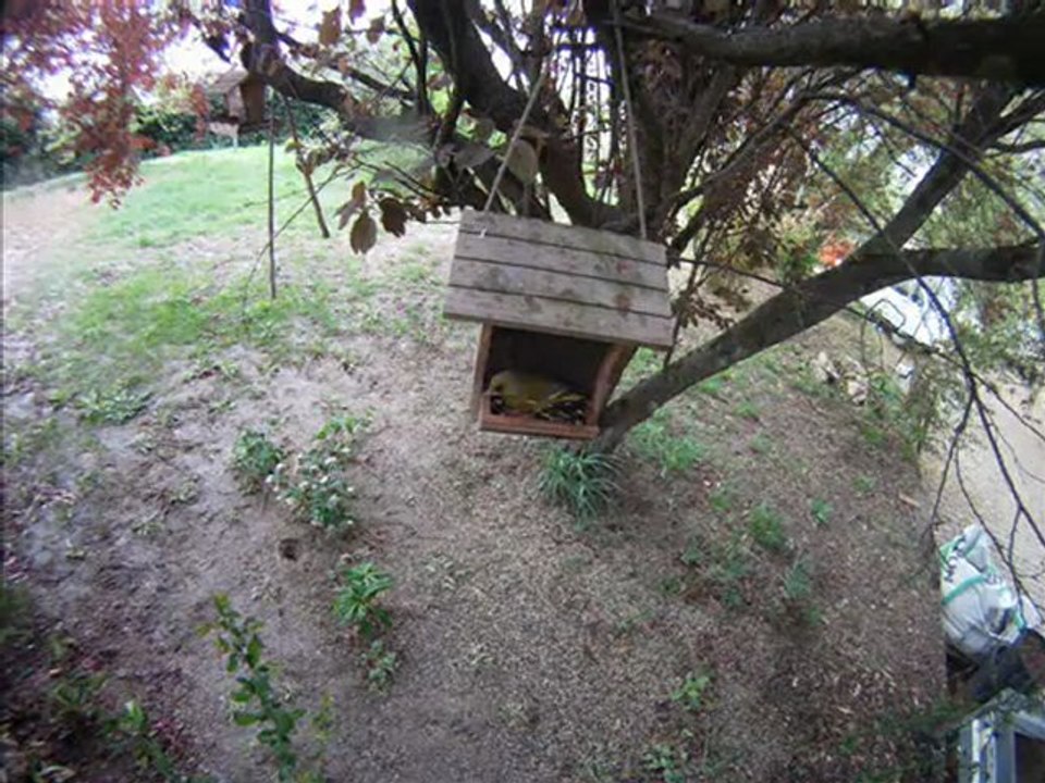 Photos gopro oiseaux