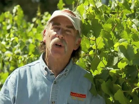 Terroir at Elkhorn Peak, Pinot, Red Wine, Napa Valley, Boutique Winery