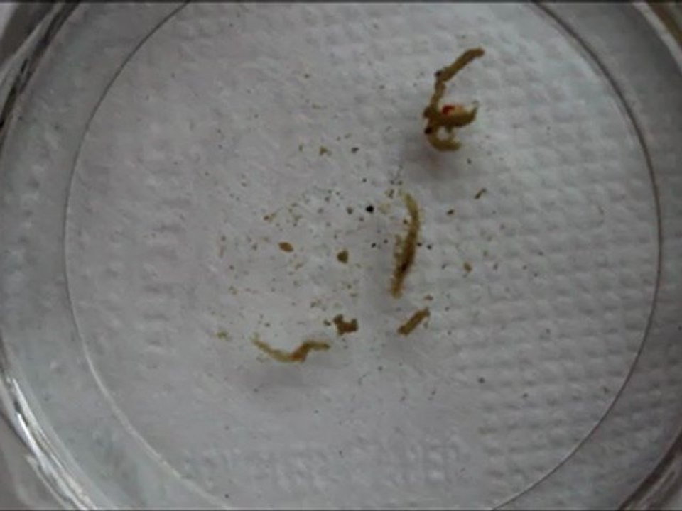 nudibranche02 ?