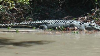 Yellow-eyed salwater crocodiles - Australia (HD)