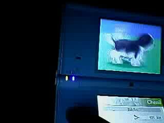 Nintendogs Ma présentation de mes chiots