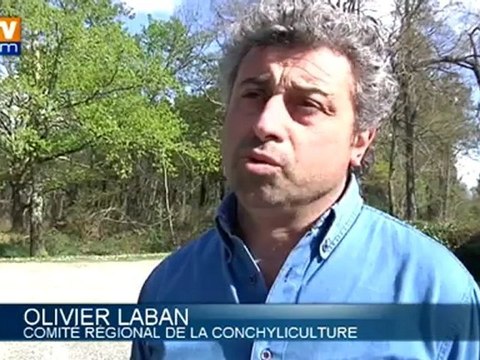 Huîtres et coquillages du bassin d'Arcachon temporairement interdits à la consommation