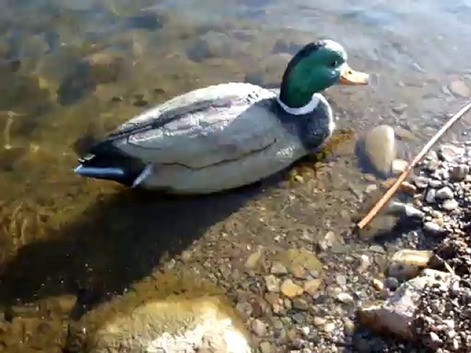 Radio controlled Duck