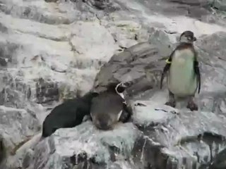 Scumbag Penguin: Funny Animal Moments 🐧
