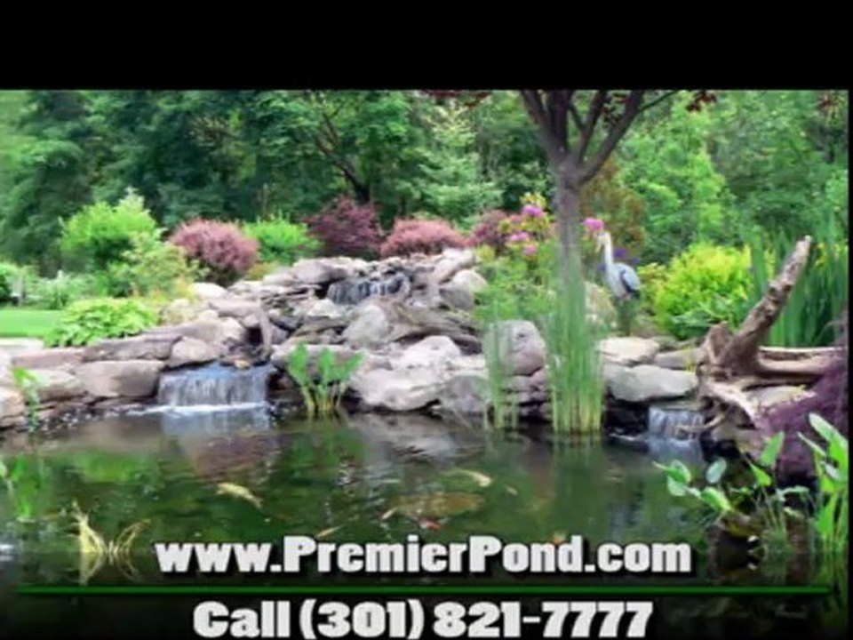 Pond Repair Washington DC