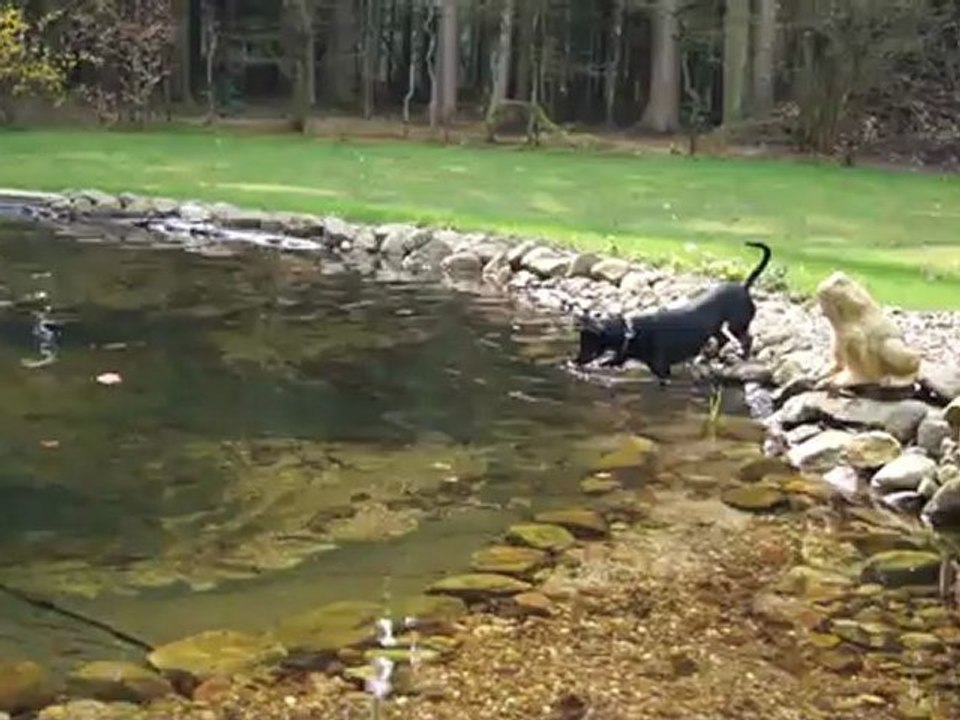 Pinscher am Wasser