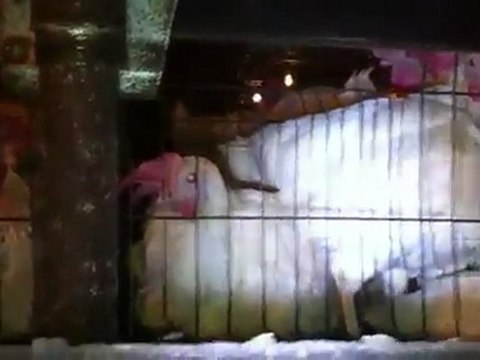 Etats-Unis : une association dénonce les mauvais traitements aux poulets