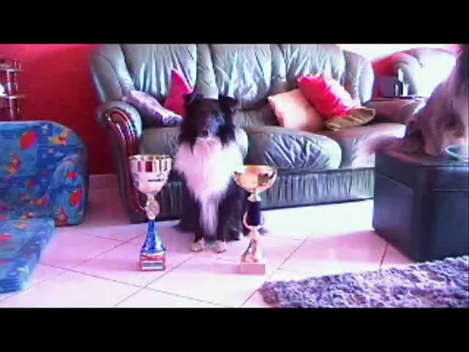 2ème concours d'agility Flipper