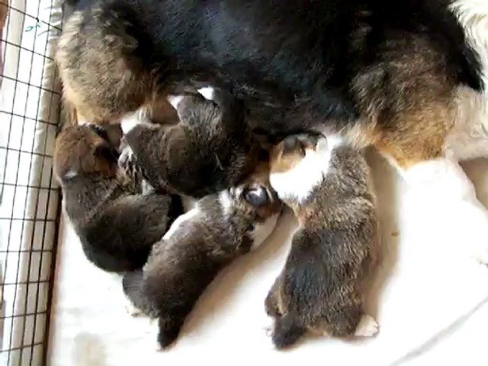 Ellema Joie & ses BB