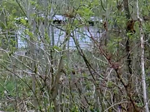 Pure race Espagnol élevage PERALTA